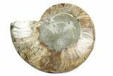 Cut & Polished Ammonite Fossil (Half) - Madagascar #364938-1